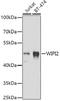 WD Repeat Domain, Phosphoinositide Interacting 2 antibody, GTX33584, GeneTex, Western Blot image 