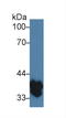 Transmembrane Protein 173 antibody, LS-C375020, Lifespan Biosciences, Western Blot image 