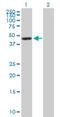 G Protein Subunit Alpha 15 antibody, H00002769-B01P, Novus Biologicals, Western Blot image 