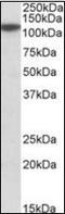 Methylenetetrahydrofolate Dehydrogenase (NADP+ Dependent) 1 Like antibody, orb178857, Biorbyt, Western Blot image 