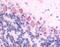Golgi pH regulator antibody, NLS1732, Novus Biologicals, Immunohistochemistry frozen image 