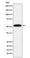 TEA Domain Transcription Factor 1 antibody, M03263-2, Boster Biological Technology, Western Blot image 