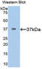 Cellular Communication Network Factor 2 antibody, LS-C301630, Lifespan Biosciences, Western Blot image 