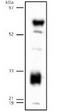 Lipase G, Endothelial Type antibody, TA301495, Origene, Western Blot image 
