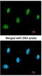 Sestrin 3 antibody, NBP1-31702, Novus Biologicals, Immunocytochemistry image 