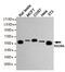 RAD9 Checkpoint Clamp Component A antibody, GTX49140, GeneTex, Western Blot image 