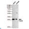 Fas Associated Via Death Domain antibody, LS-C812961, Lifespan Biosciences, Western Blot image 