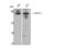 Amyloid Beta Precursor Like Protein 2 antibody, STJ91633, St John