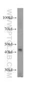 SH3 And Cysteine Rich Domain 3 antibody, 20392-1-AP, Proteintech Group, Western Blot image 