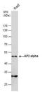 Transcription Factor AP-2 Alpha antibody, PA5-29769, Invitrogen Antibodies, Western Blot image 