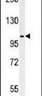 Metal transporter CNNM4 antibody, PA5-25334, Invitrogen Antibodies, Western Blot image 