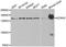 Potassium Voltage-Gated Channel Subfamily H Member 2 antibody, A2968, ABclonal Technology, Western Blot image 