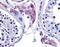 Estrogen Related Receptor Beta antibody, NLS7128, Novus Biologicals, Immunohistochemistry paraffin image 