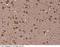 LDL Receptor Related Protein Associated Protein 1 antibody, 11100-MM01, Sino Biological, Immunohistochemistry frozen image 