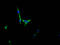 Fibroblast Growth Factor Receptor 3 antibody, CSB-RA555849A0HU, Cusabio, Immunofluorescence image 
