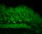 Heat Shock Protein Family H (Hsp110) Member 1 antibody, SPC-195D-A655, StressMarq, Immunohistochemistry frozen image 