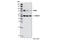 STAT3 antibody, 4904P, Cell Signaling Technology, Western Blot image 