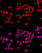 KI-67 antibody, 18-495, ProSci, Immunofluorescence image 