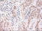 Tripartite Motif Containing 33 antibody, LS-C114387, Lifespan Biosciences, Immunohistochemistry frozen image 