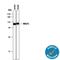 MALT1 Paracaspase antibody, MAB4850, R&D Systems, Western Blot image 