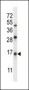 SP5 antibody, LS-B9161, Lifespan Biosciences, Western Blot image 