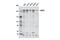 Cyclin Dependent Kinase 12 antibody, 11973S, Cell Signaling Technology, Western Blot image 