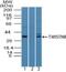 TWIST Neighbor antibody, NBP2-27081, Novus Biologicals, Western Blot image 