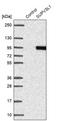 Suv3 Like RNA Helicase antibody, PA5-58364, Invitrogen Antibodies, Western Blot image 