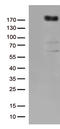 Kinase Insert Domain Receptor antibody, TA802443, Origene, Western Blot image 