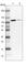 Nuclear VCP Like antibody, HPA028207, Atlas Antibodies, Western Blot image 