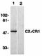 Paired Box 3 antibody, orb18763, Biorbyt, Western Blot image 