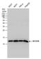 SEC61 Translocon Beta Subunit antibody, GTX129852, GeneTex, Western Blot image 