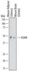 CXADR Like Membrane Protein antibody, AF7356, R&D Systems, Western Blot image 