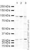 Trans-Golgi Network Protein 2 antibody, ab16059, Abcam, Western Blot image 