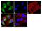 Mitogen-Activated Protein Kinase Kinase Kinase 7 antibody, 700113, Invitrogen Antibodies, Immunofluorescence image 