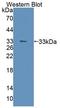 Phosphoglycerate Mutase 2 antibody, LS-C374192, Lifespan Biosciences, Western Blot image 