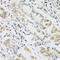 Resistin antibody, abx006281, Abbexa, Western Blot image 