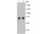 KH RNA Binding Domain Containing, Signal Transduction Associated 1 antibody, NBP2-80475, Novus Biologicals, Western Blot image 