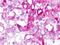 G Protein-Coupled Bile Acid Receptor 1 antibody, NLS401, Novus Biologicals, Immunohistochemistry paraffin image 