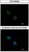 Stathmin 2 antibody, LS-C185808, Lifespan Biosciences, Immunocytochemistry image 