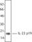 IL-12 antibody, 511201, BioLegend, Western Blot image 