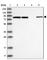 Inner Membrane Mitochondrial Protein antibody, HPA036165, Atlas Antibodies, Western Blot image 