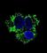 Aldehyde Dehydrogenase 2 Family Member antibody, abx025191, Abbexa, Western Blot image 