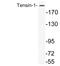 Tensin 1 antibody, LS-C200022, Lifespan Biosciences, Western Blot image 