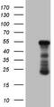 RB Transcriptional Corepressor 1 antibody, LS-C339681, Lifespan Biosciences, Western Blot image 