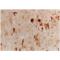 Heme Oxygenase 1 antibody, ADI-SPA-895-F, Enzo Life Sciences, Immunohistochemistry paraffin image 