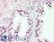 HMG-Box Containing 3 antibody, LS-B8408, Lifespan Biosciences, Immunohistochemistry frozen image 