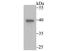 Annexin A4 antibody, A04840-1, Boster Biological Technology, Western Blot image 