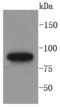MutL Homolog 1 antibody, A00126, Boster Biological Technology, Western Blot image 