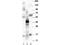 MIC-1 antibody, TA319470, Origene, Western Blot image 